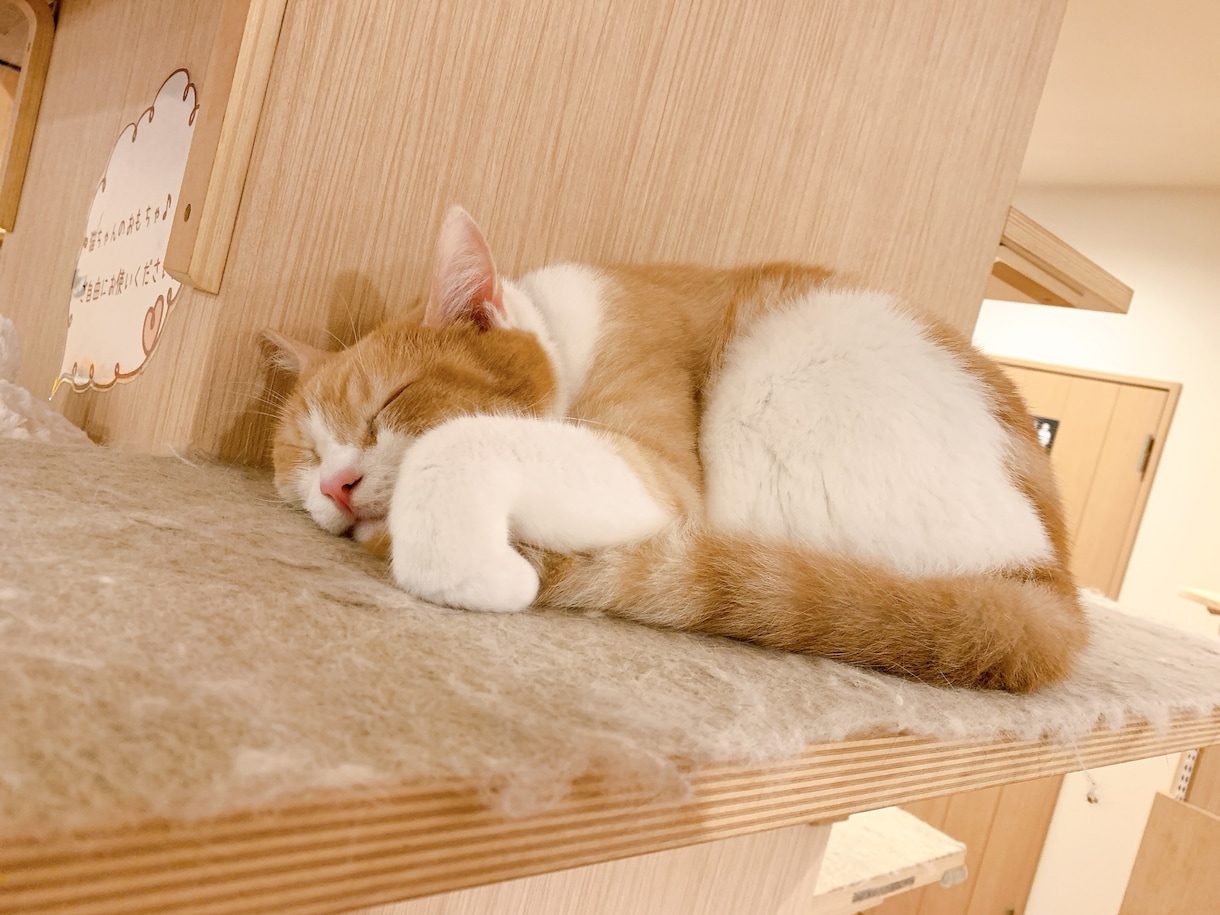 話したいことを話したいだけ☆チャットで聞きます 1時間みっちり相談したいor1日ゆったりお話したい人向け☆ イメージ1