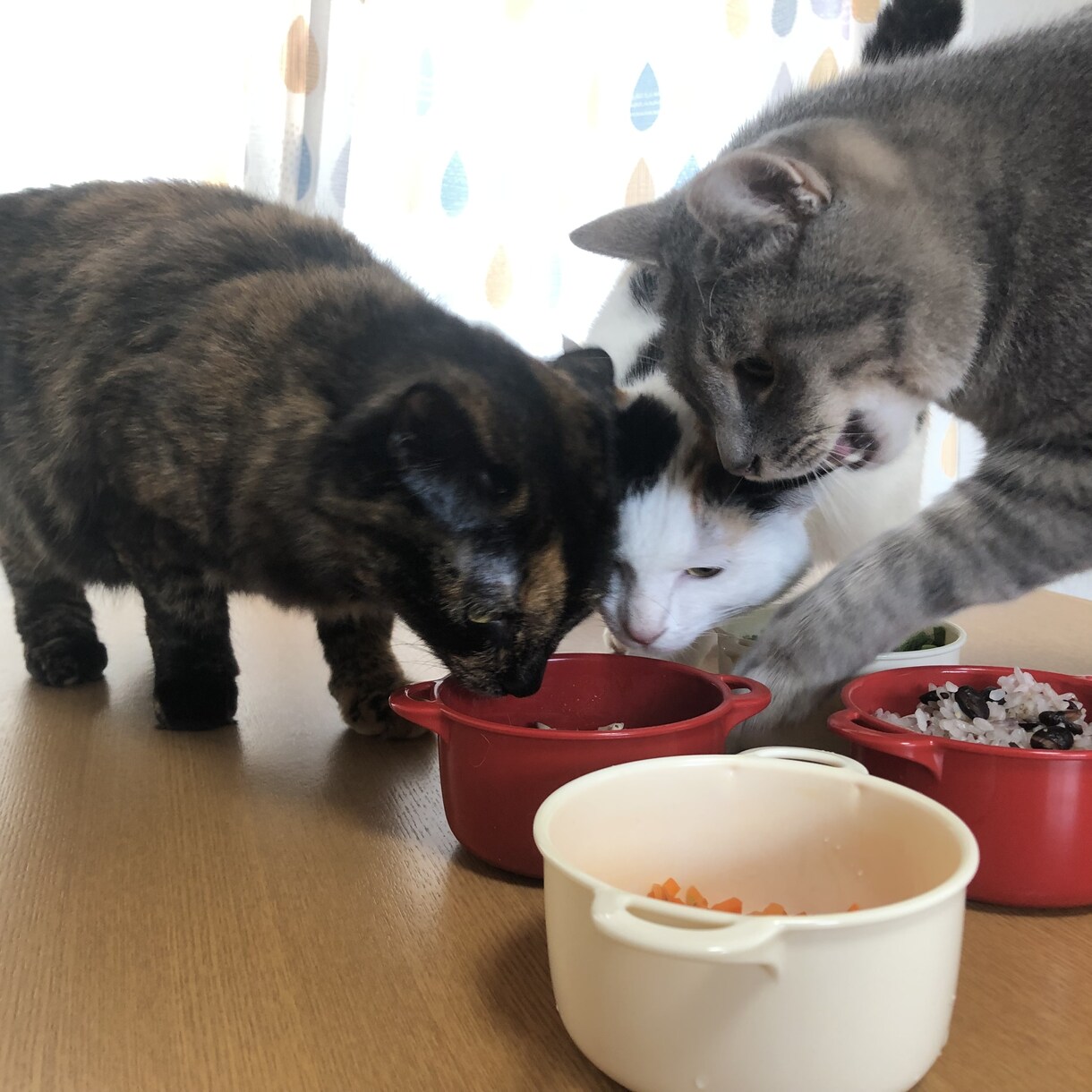 猫ちゃんのお食事に関するお悩み相談にのります 食の悩みを解決して飼い主さんも猫ちゃんもしあわせに！ イメージ5