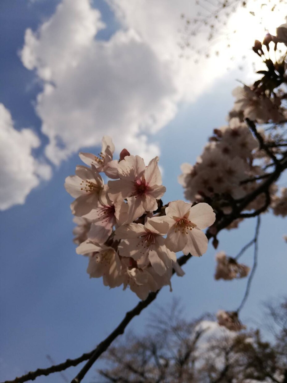 コロナの不安やストレスお電話であなたのお話聞きます 1分でも♪辛いお気持ちを安心して話してください イメージ7