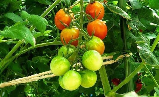 家庭菜園あらゆる野菜果物作りをアドバイス致します 家庭菜園から本格的な農業まですべての作物にお答え致します。 イメージ1