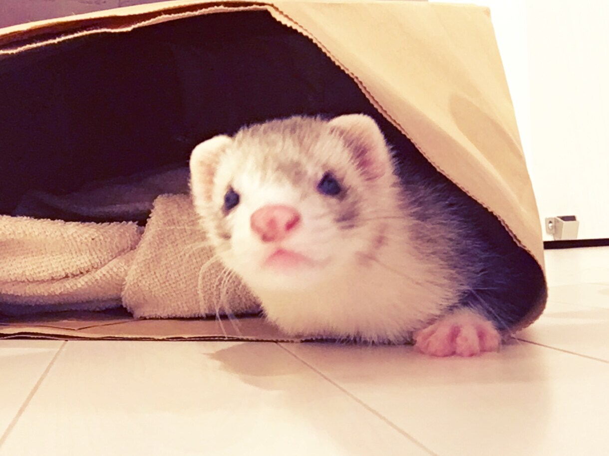 フェレットについてます 終了しましたのでご注意ください イメージ1