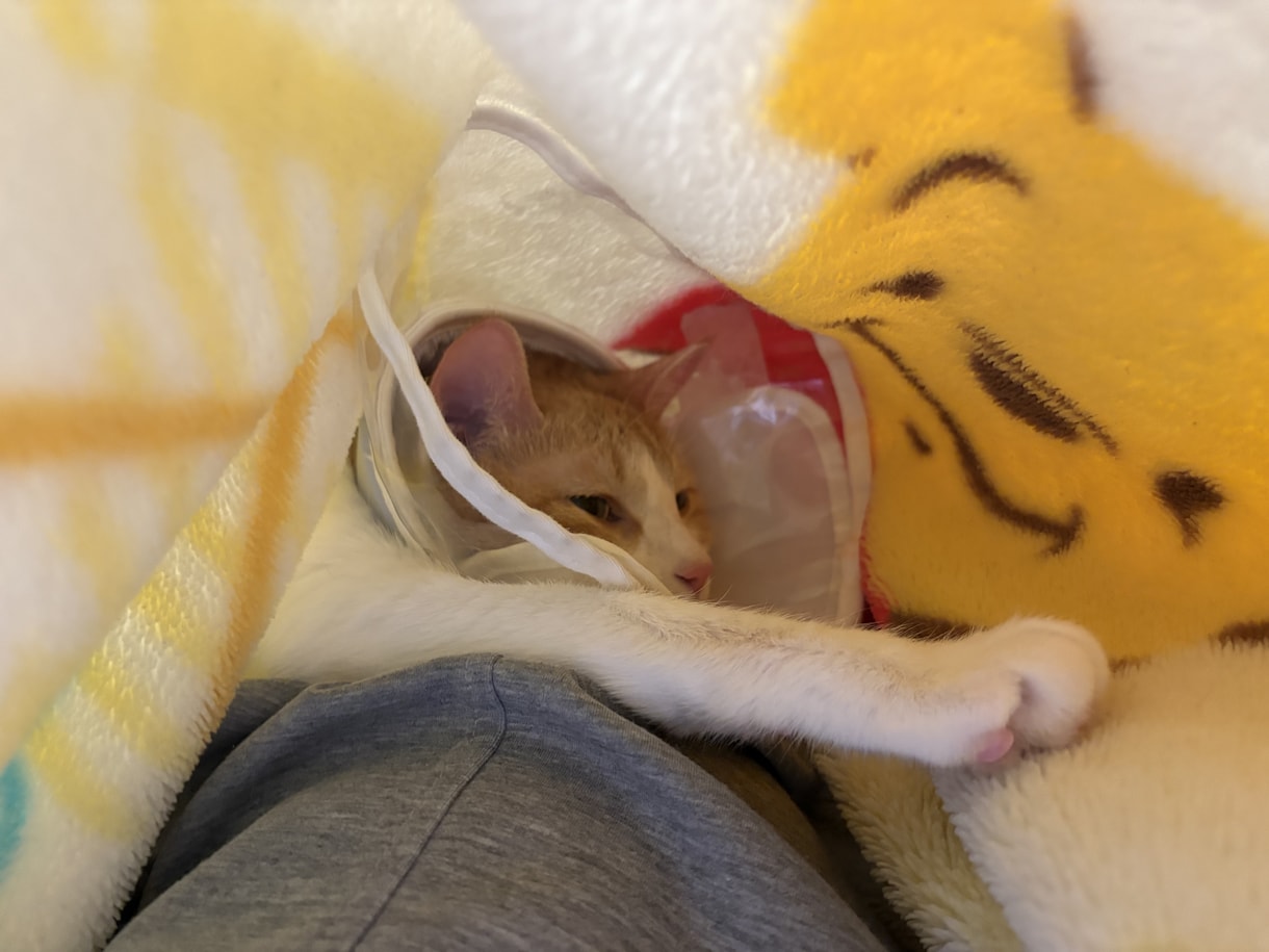 愛玩動物看護師がペットのお悩み解決します イヌネコ(エキゾチック応相談)愛玩動物看護師にお悩み相談 イメージ2