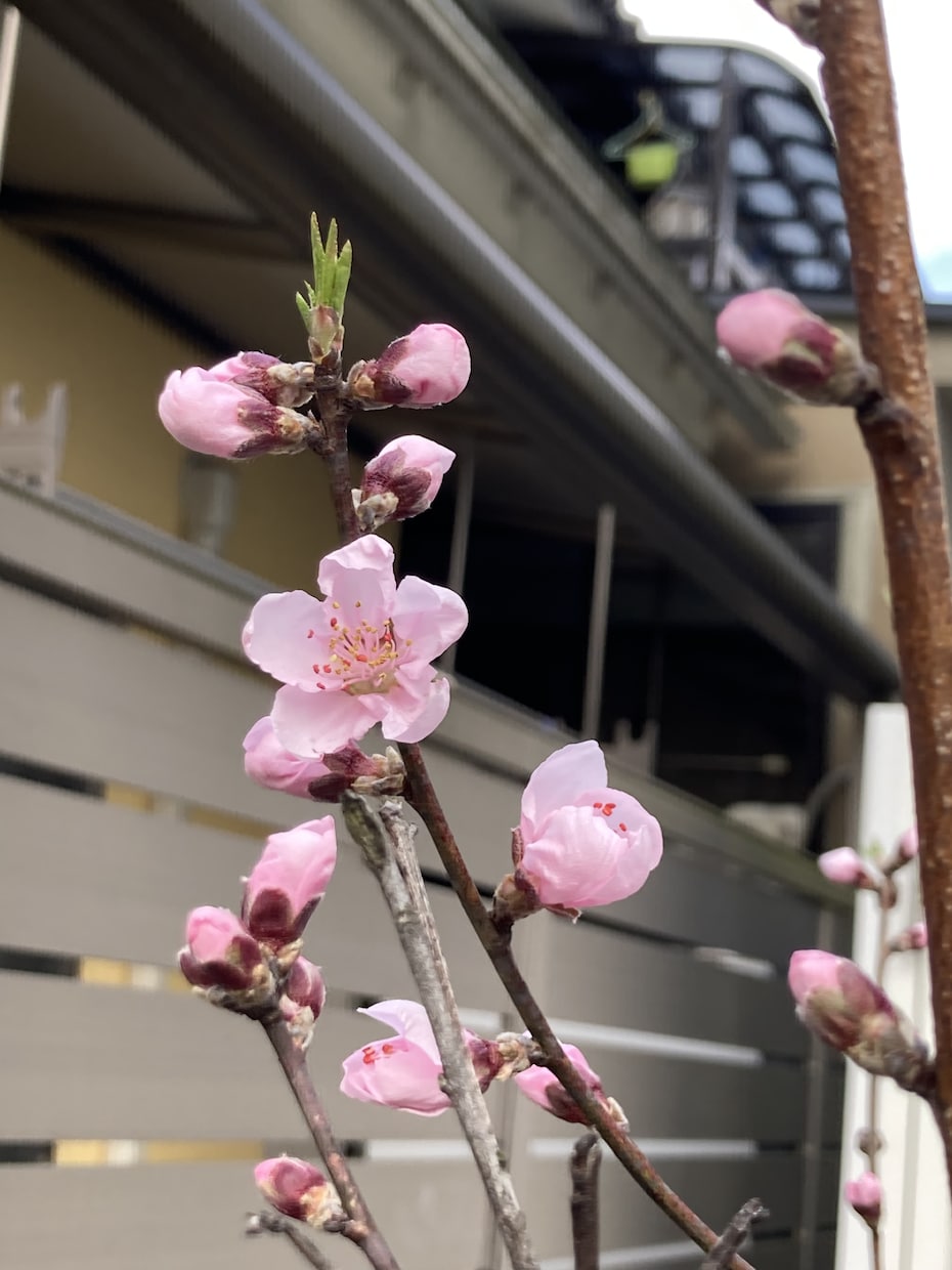 自閉症、多動の子育てママさん応援してます 必ず幸せだと感じる時が来ます。一緒に頑張りましょう！ イメージ1