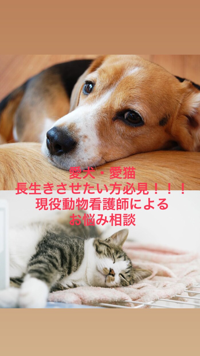 ペット（犬・猫）の健康のお悩み解決します 愛犬、愛猫の病気や健康について現役動物看護師が解決！！ イメージ1