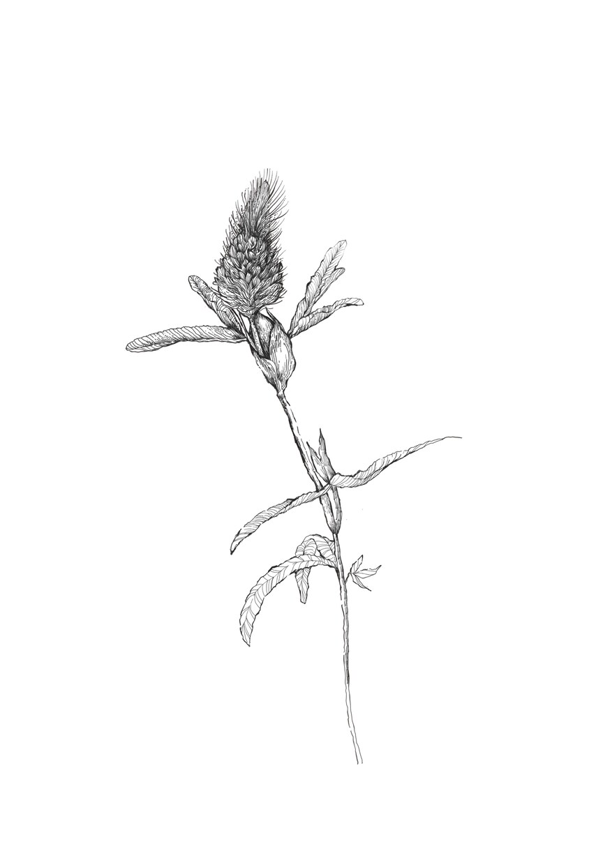 あなたのお好きな花束、描きます お好きな花束データ制作いたします。 イメージ4