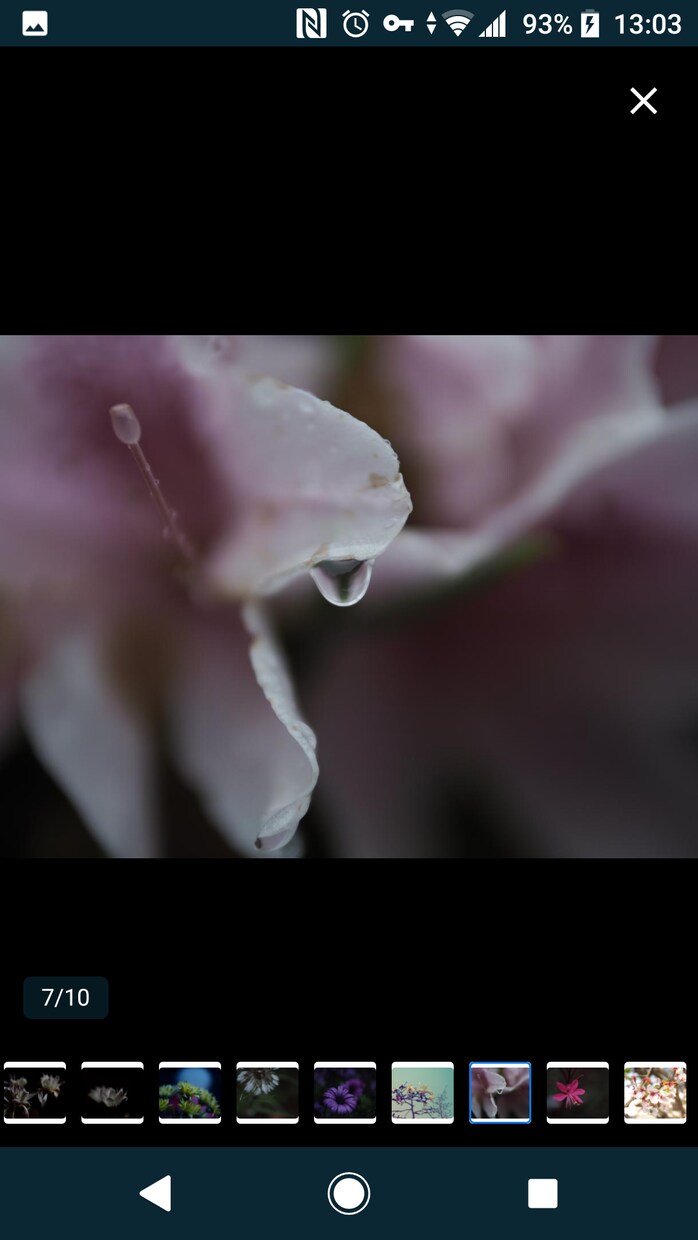 花のおしゃれなオリジナル写真素材を提供します WEBサイト・ロゴ・バナーなどに！4608 x 3456 イメージ10