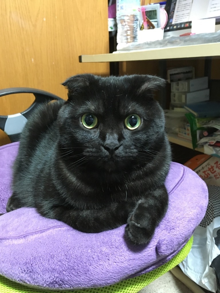 すべての持てる能力で仕事の未来や適性を占います 暗闇から明るい未来への第一歩を踏み出す鍵を見つけお渡しします イメージ2