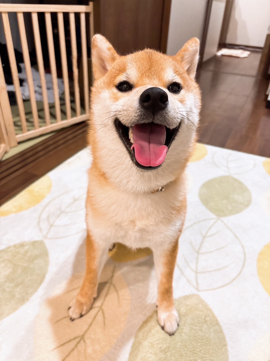 雑談・相談・愚痴・話し相手になります 楽しいおしゃべりがいい？あいづちだけがいい？ イメージ2