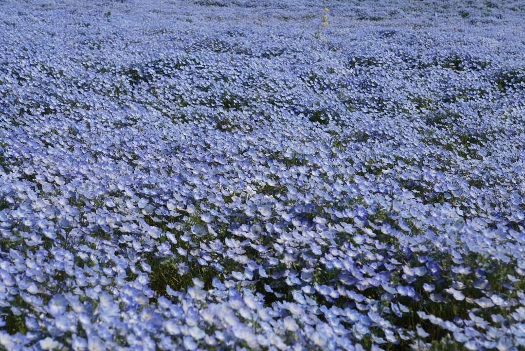 自然に癒されたい方！是非オススメの画像を提供します SNSのトップ画やヘッダーを自分好みに変えたい方へ イメージ2