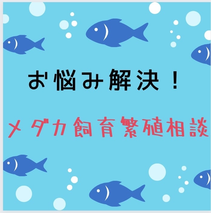 メダカ屋外飼育、繁殖の質問、何でも答えます ⭐️になる子を最小限にして、季節に合わせた対応を伝授致します イメージ1