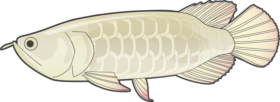 マニアックな生き物の絵を描きます メジャーなものからマニアックな生き物までなんでもOKです イメージ5