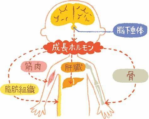 若々しくなる。筋トレ脳トレ肺トレおしえます アンチエイジングで三割若返る。健康的な身心になります。 イメージ2