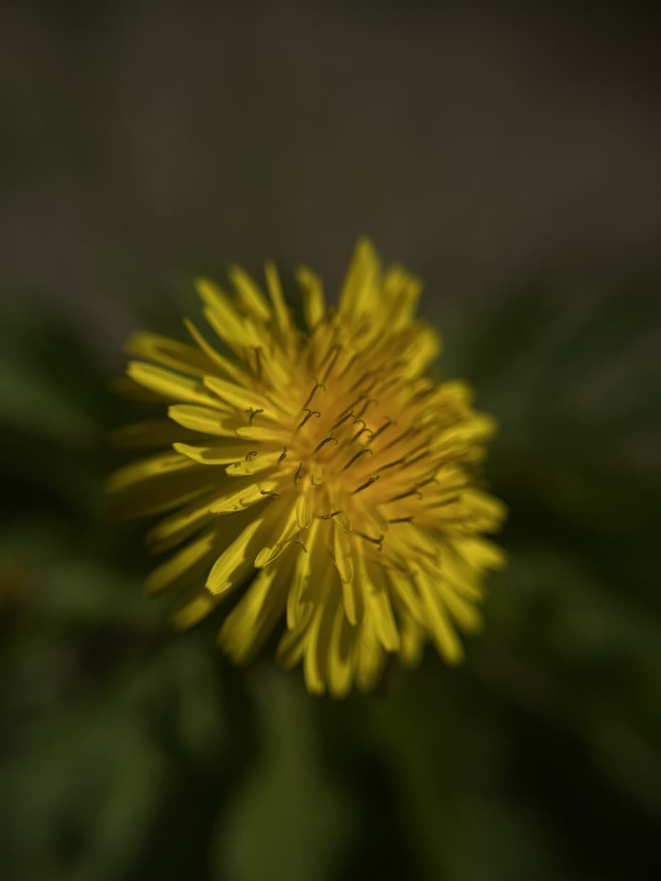 植物、食材を中心に色々な写真を投稿します ミクロの世界への挑戦と探検。まだ見ぬ世界へ。 イメージ1