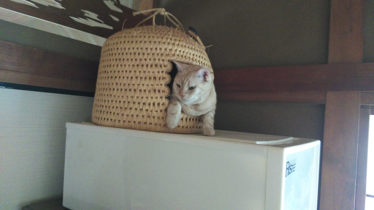 猫サロン。猫と遊んだり、猫との生活を色々知れます リモートでアメリカンショートヘアとひとときを過ごしませんか イメージ7