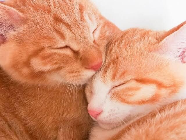 どんな悩み、お話、なんでも聞きます ネガティブな気持ちを変えたい!!悩みを解決したいあなたへ イメージ2
