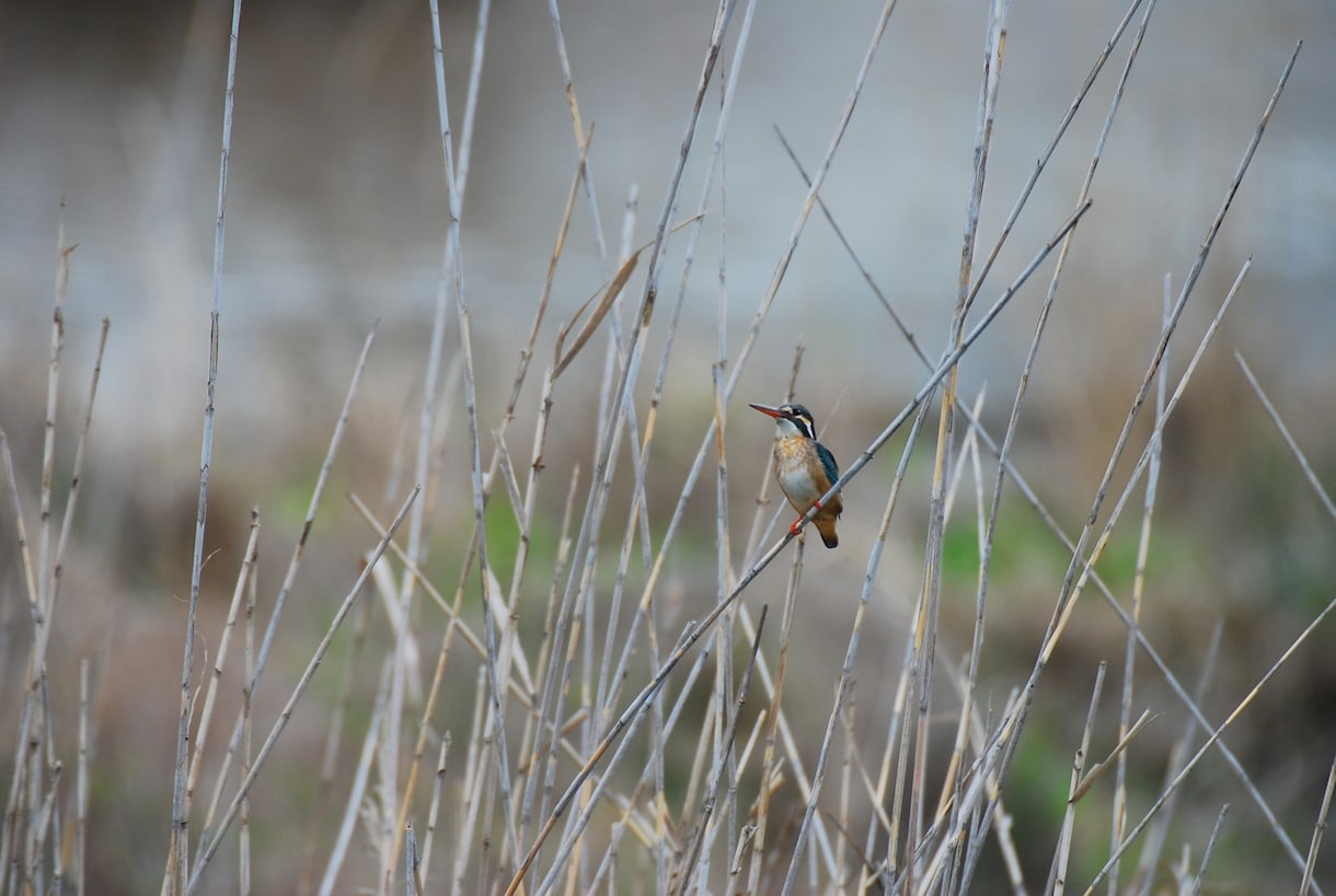 分からない野鳥教えます 〜初心者から最短で野鳥博士になりませんか？〜 イメージ2