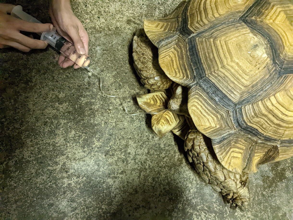 獣医師★珍しいペットの健康・お悩み相談お受けします 犬猫以外の珍しい動物の専門医に気軽にお悩み相談出来る窓口です イメージ3