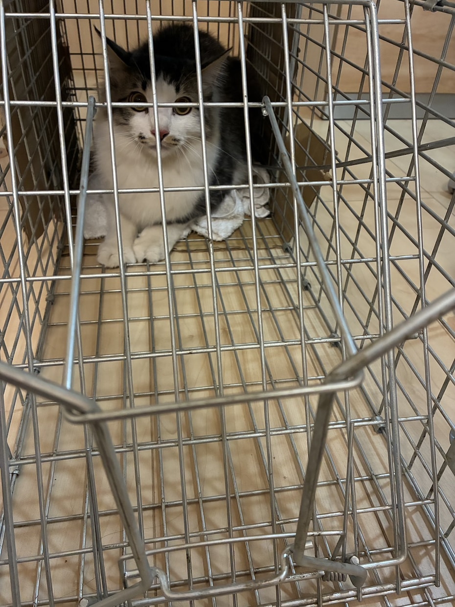 脱走した猫の探し方を状況別に具体的にお伝えします 初動で発見率は大きく変わります。まずは落ち着いて相談を イメージ5