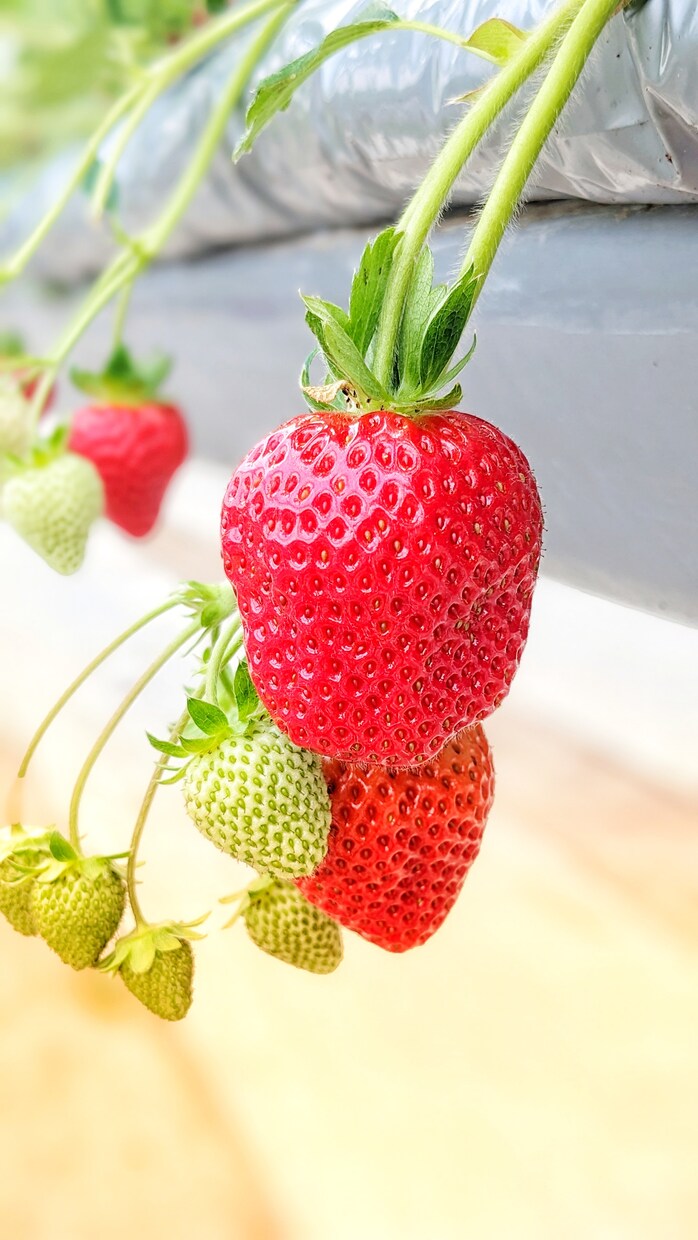 イチゴの作り方教えます イチゴを生産しています。ぜひ聞いてみて下さい。 イメージ2