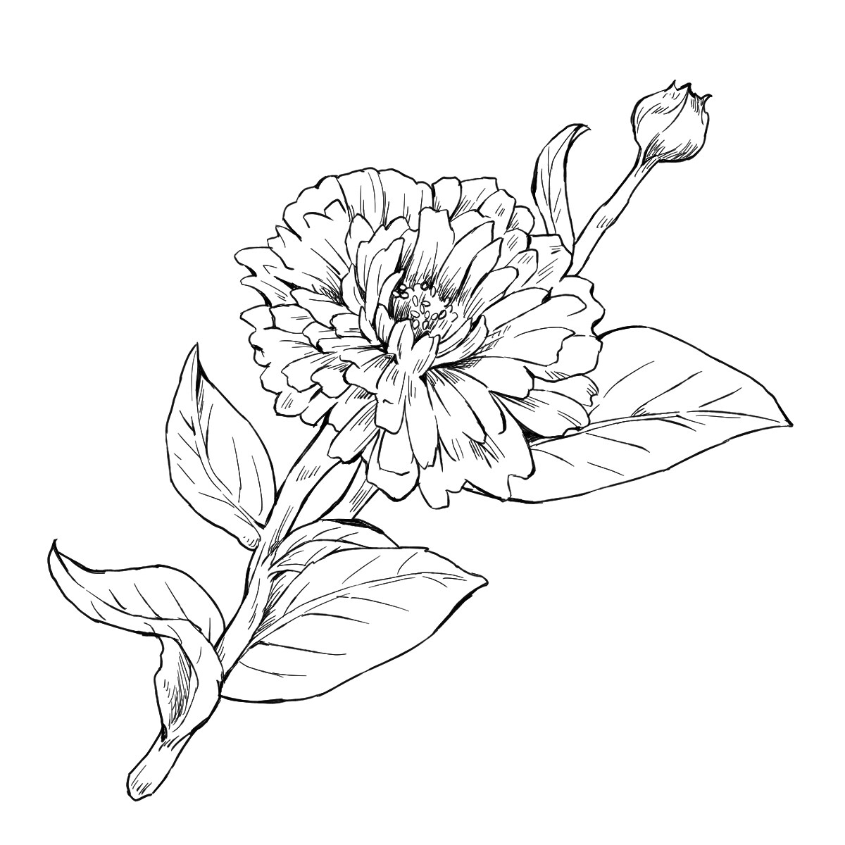 綺麗でお洒落なボタニカルイラストを作成します プレゼント・デザインのアクセントに美しい植物のイラストを！ イメージ8