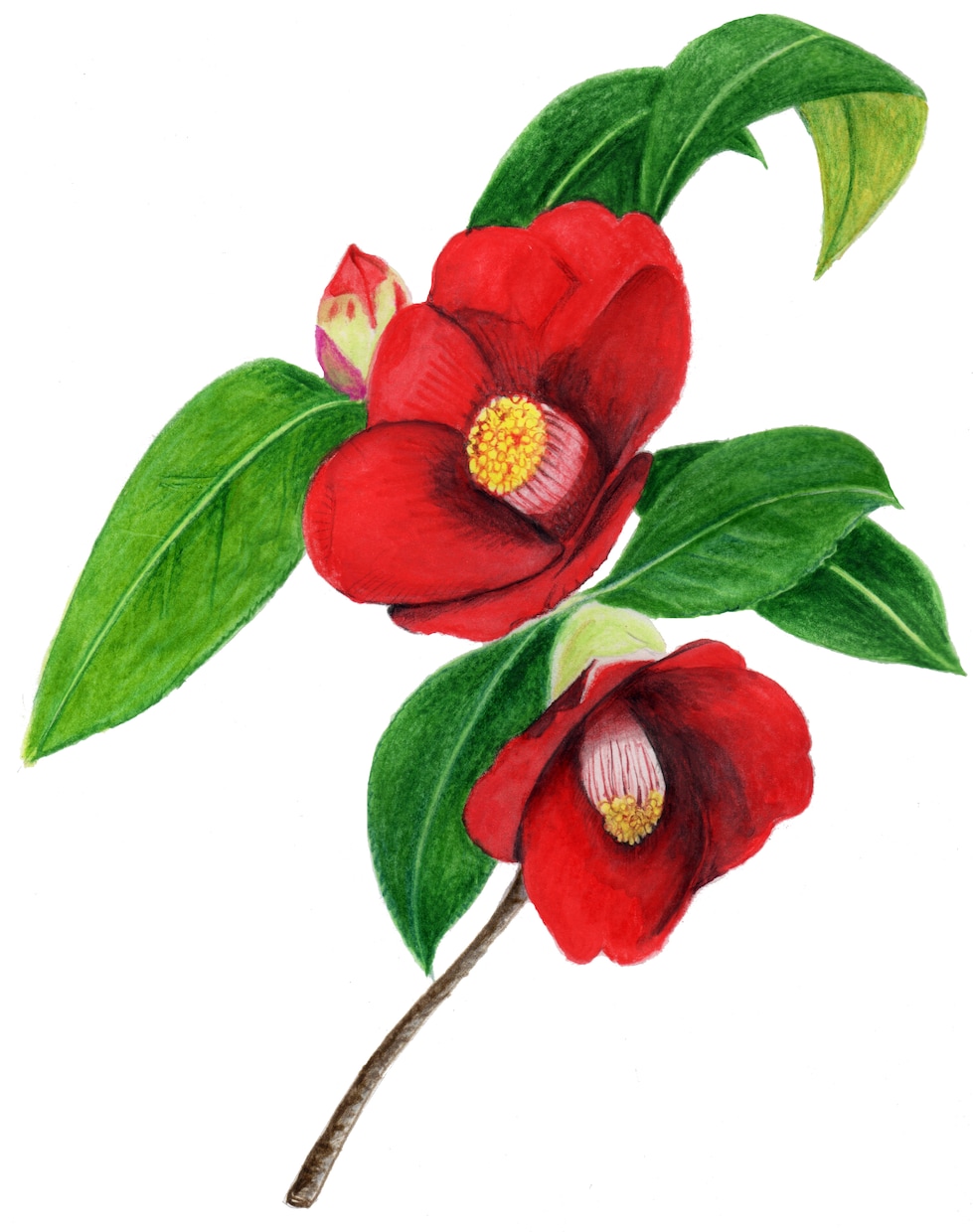 アナログイラスト！色鉛筆画で動物、植物を描きます AIイラストでは出せない味のある&温もりのある手描きイラスト イメージ3
