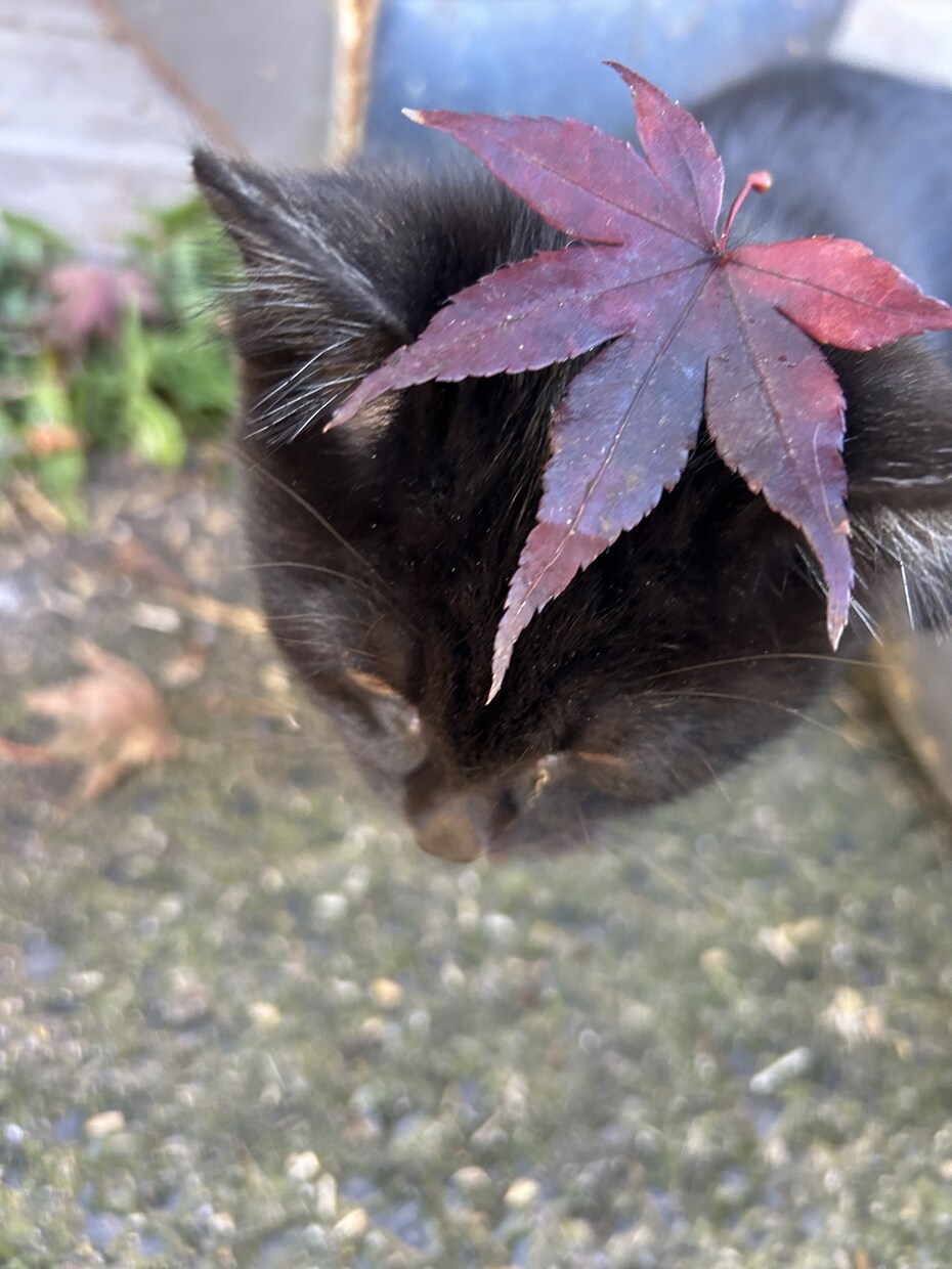 猫ちゃんの可愛い写真を送ります。ます 猫ちゃんだけじゃなくて牛さんの写真や季節の写真を送ります。 イメージ1