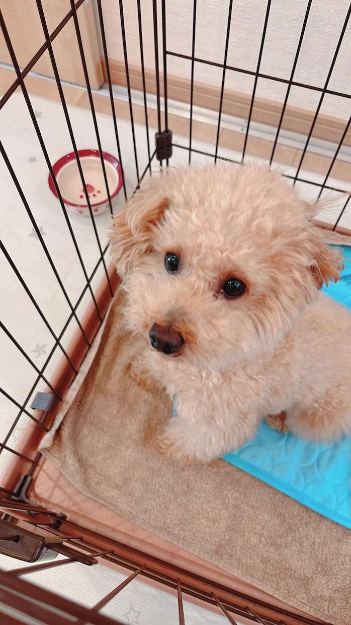 保護犬を迎えてみたい方へ　里親体験談お話しします 保護犬を実際に迎えてみてどう？成犬のしつけは大変？など イメージ3
