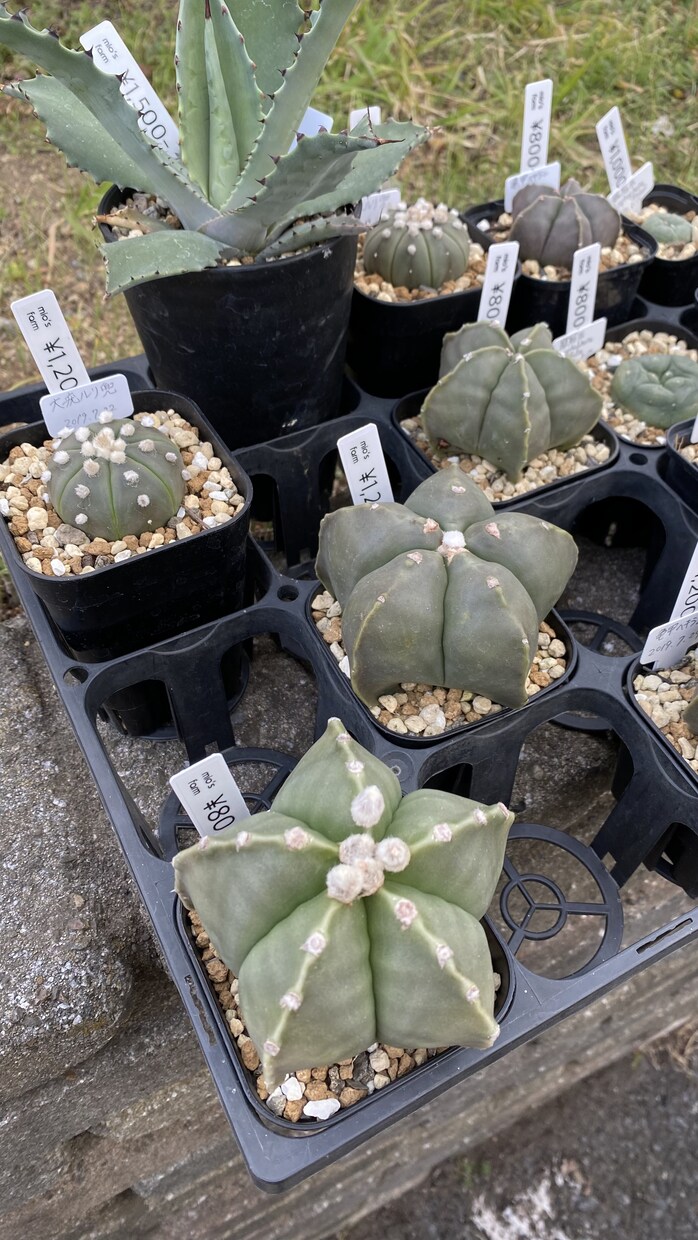 塊根植物フィギュアつくります 木製粘土や小物で、塊根植物の世界を楽しみませんか！ イメージ4