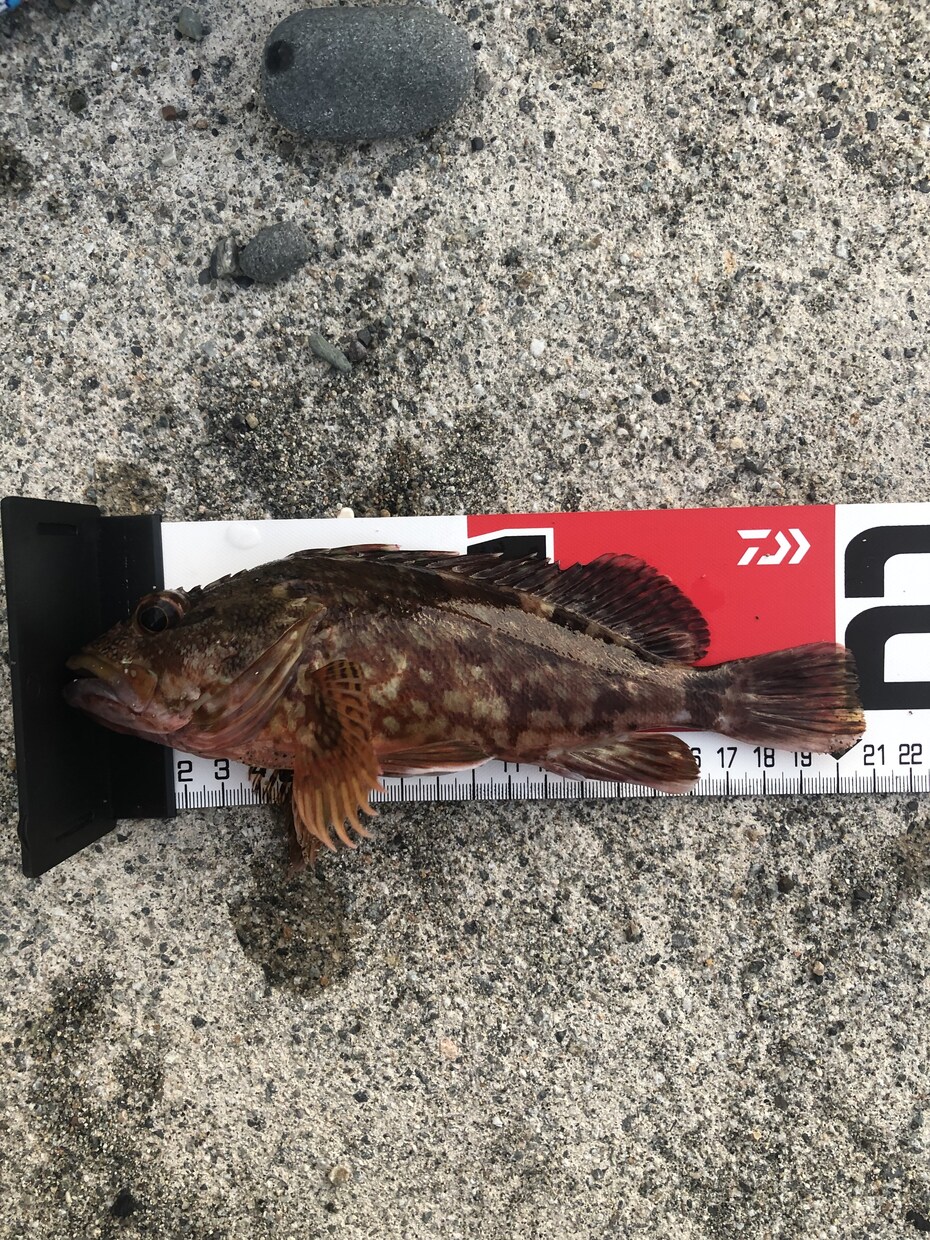 超【初心者限定】海釣りの始め方を教えます 海釣りを通して心も身体もリフレッシュしませんか？ イメージ2