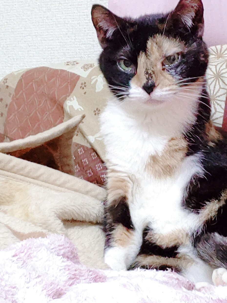 闘病や猫の話ができます 病気の事での入院話猫の話ができます イメージ1