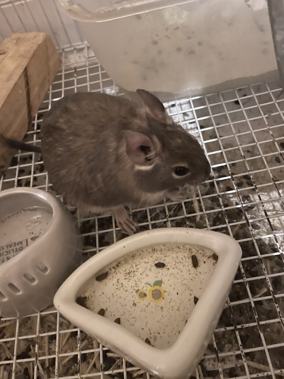 可愛い動物たちの動画素材提供します 写真でも動画でも！色々な動物の素材提供します！ イメージ5