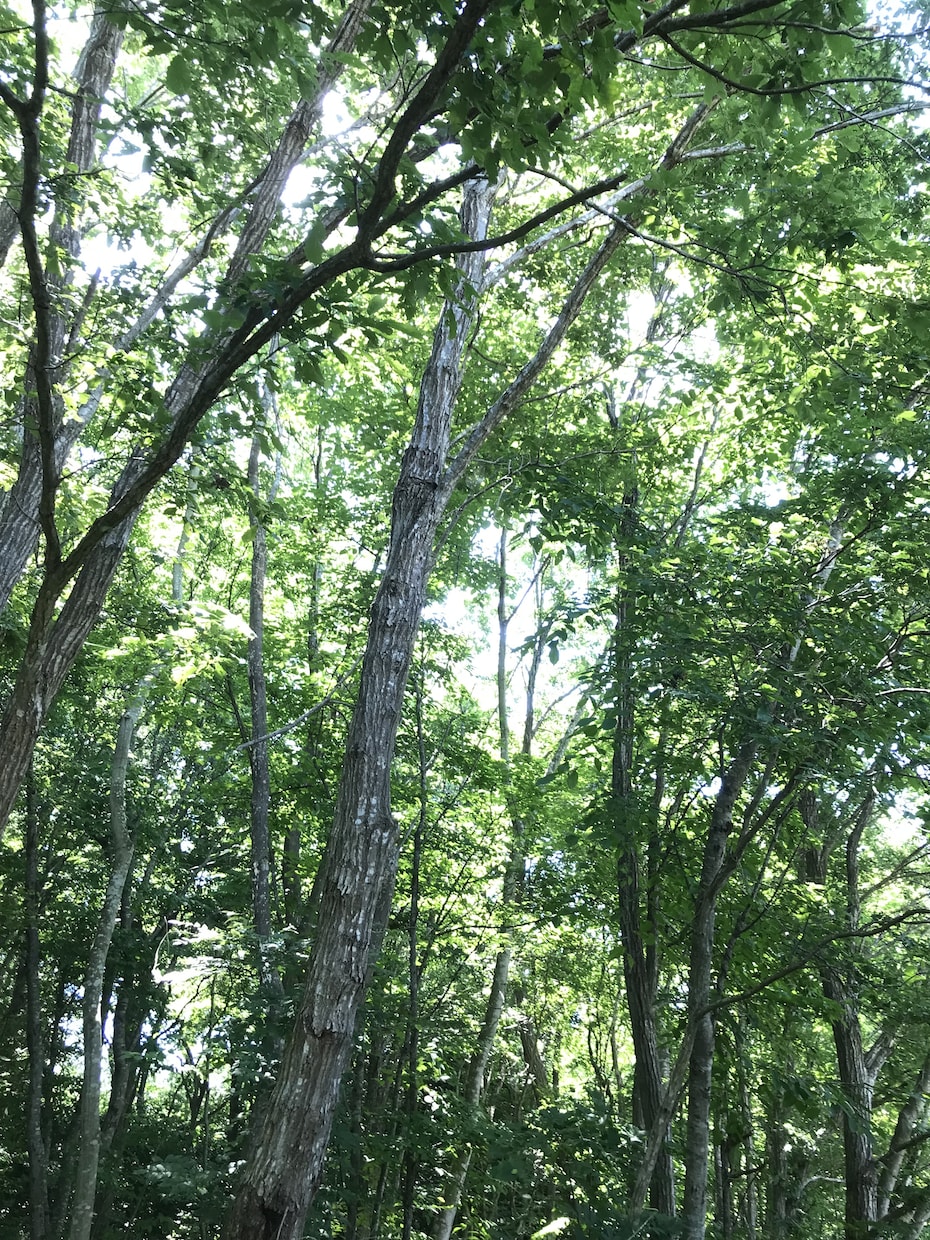 恋愛のお悩み占います 気持ちに寄り添い、より良い未来へ進めるようにサポート致します イメージ3