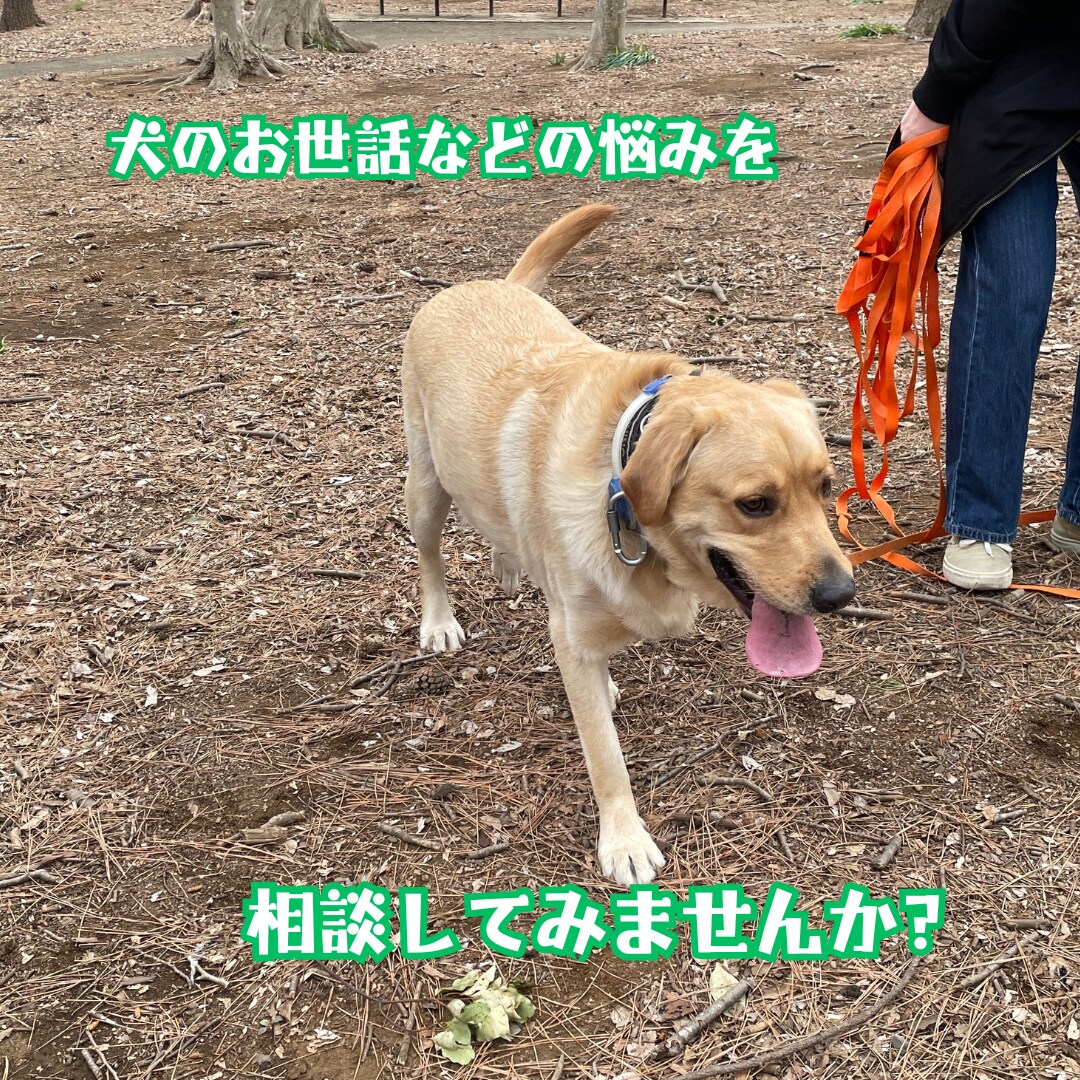 犬のお世話などの悩みをドッグトレーナーが聞きます 犬のお世話などの悩みを相談してみませんか？ イメージ1
