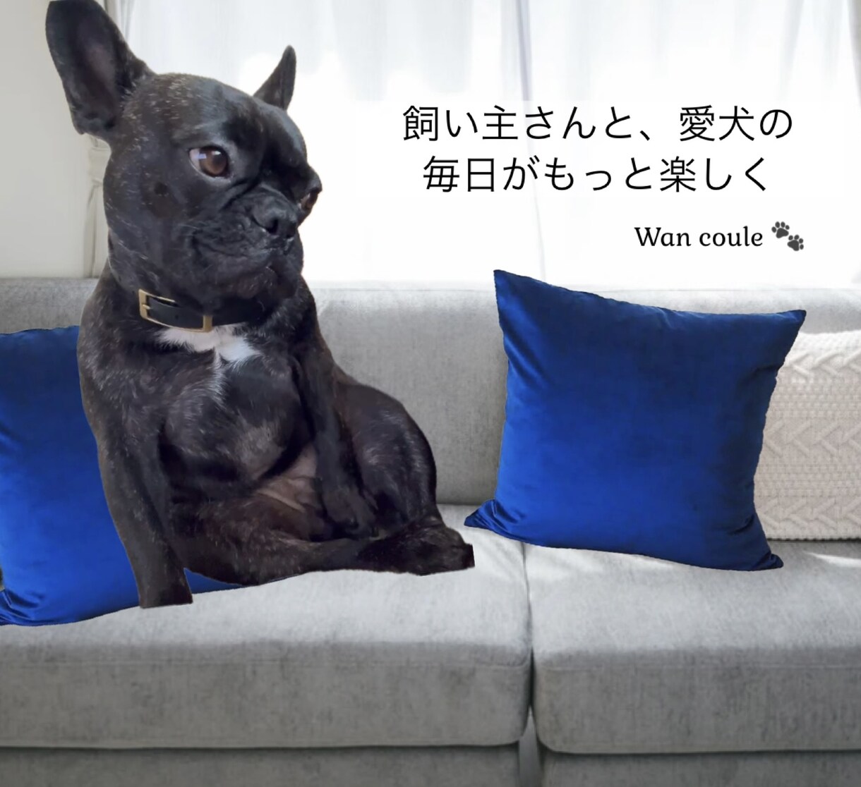 ペット（犬専門）パーソナルカラー診断します 犬パーソナルカラー診断の資格者が愛犬の魅力を色で引き出します イメージ3