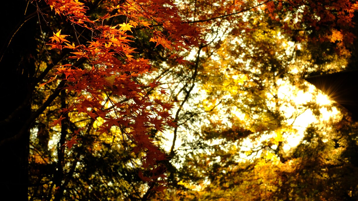 風景写真などをメインに撮っています 綺麗を切り抜いて撮ってるつもりです。 イメージ9