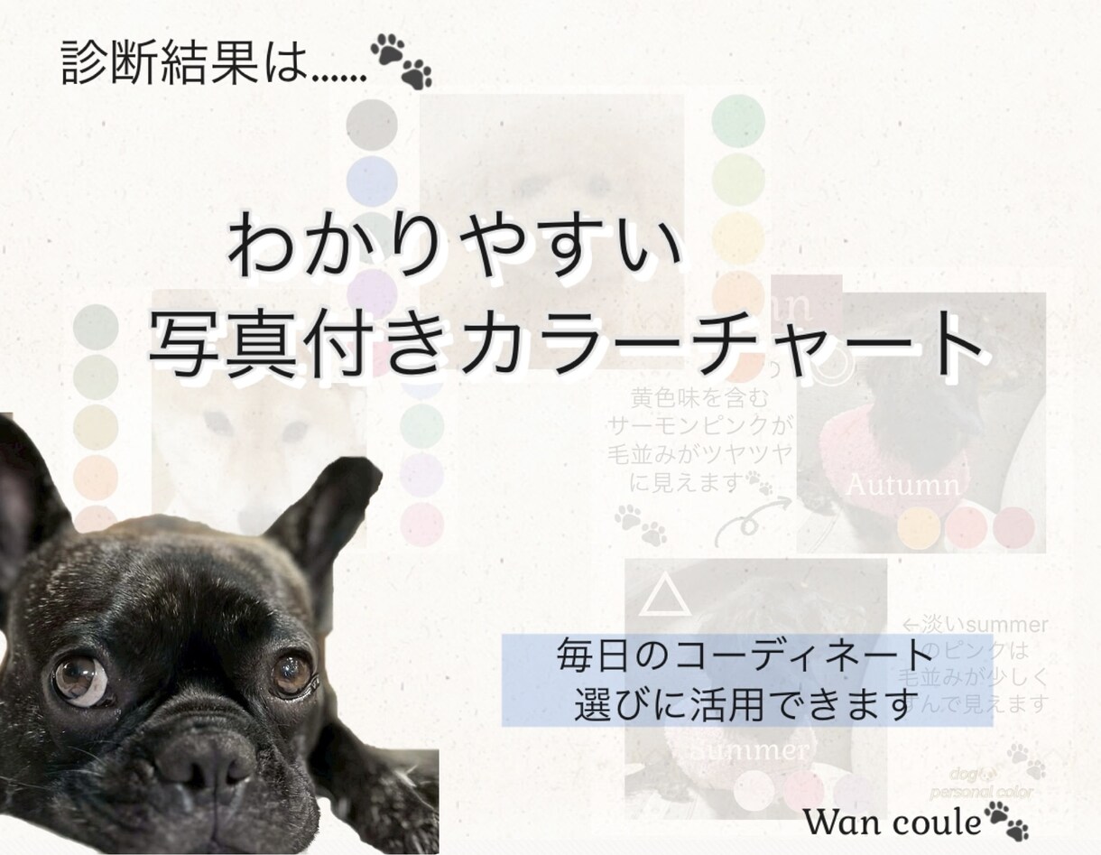 ペット（犬専門）パーソナルカラー診断します 犬パーソナルカラー診断の資格者が愛犬の魅力を色で引き出します イメージ7
