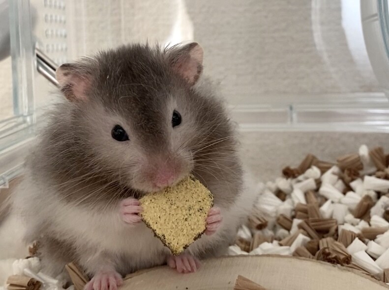 ハムスター飼育についてのアドバイスします 些細な疑問やうちの子自慢でも！気軽にお話ししてください♡ イメージ1