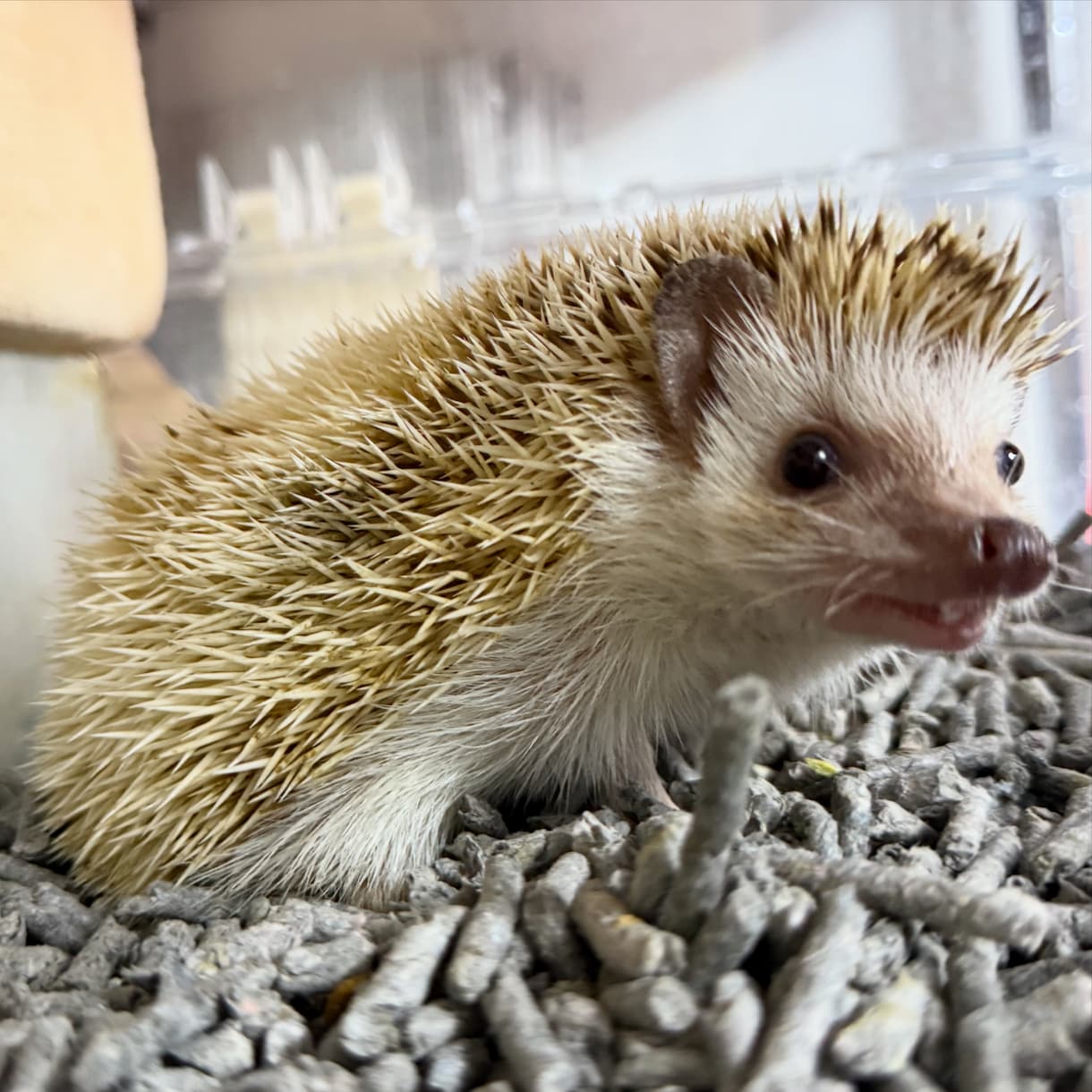 哺乳類・爬虫類・鳥類・両生類・奇蟲飼育相談乗ります 自宅で飼育している生体の飼育方法等相談乗ります イメージ9