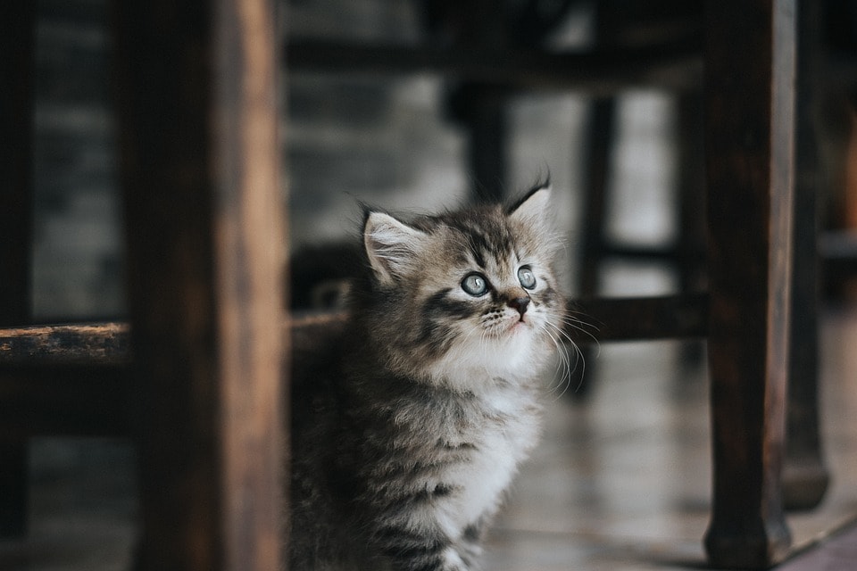 猫被ってることに疲れた貴方へ…その仮面剥がせます 毎日ヘトヘトで溜まっている愚痴や不満なんかを吐き出して下さい イメージ8