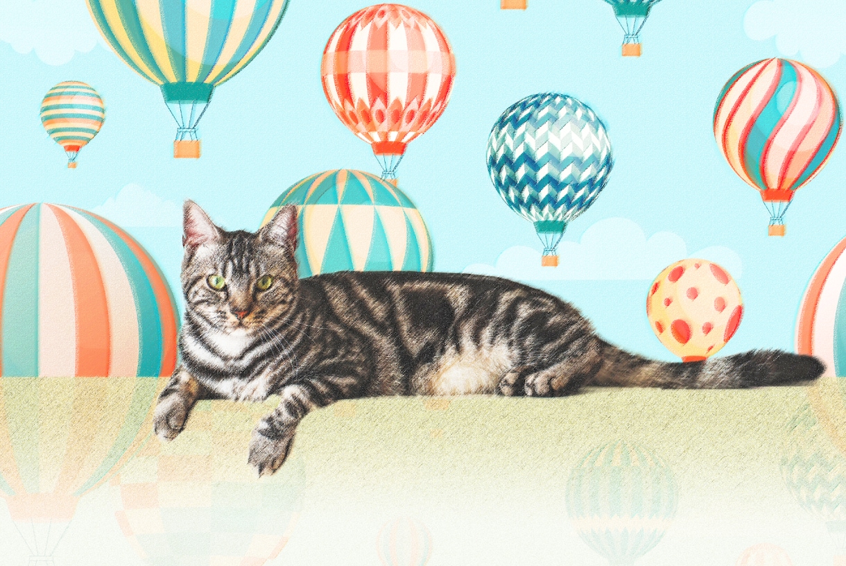 猫、犬などペット写真合成加工します 猫、犬、インコ、動物ペットの写真をイラスト風に加工します♪ イメージ6