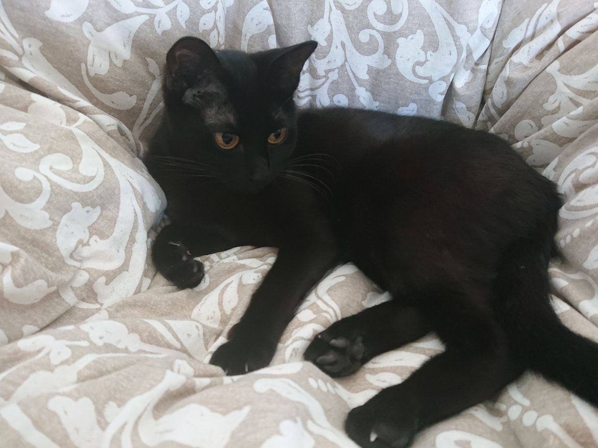 使い魔の黒猫とタロットで悩み事を詳しく占います 片・両想い、遠距離、復活愛、仕事、転職、学業、何でも鑑定中★ イメージ2