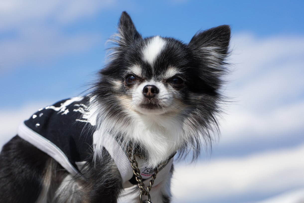あなたに合ったおすすめ犬種を選びます ドッグライフカウンセラーがお手伝いU^ェ^U イメージ2