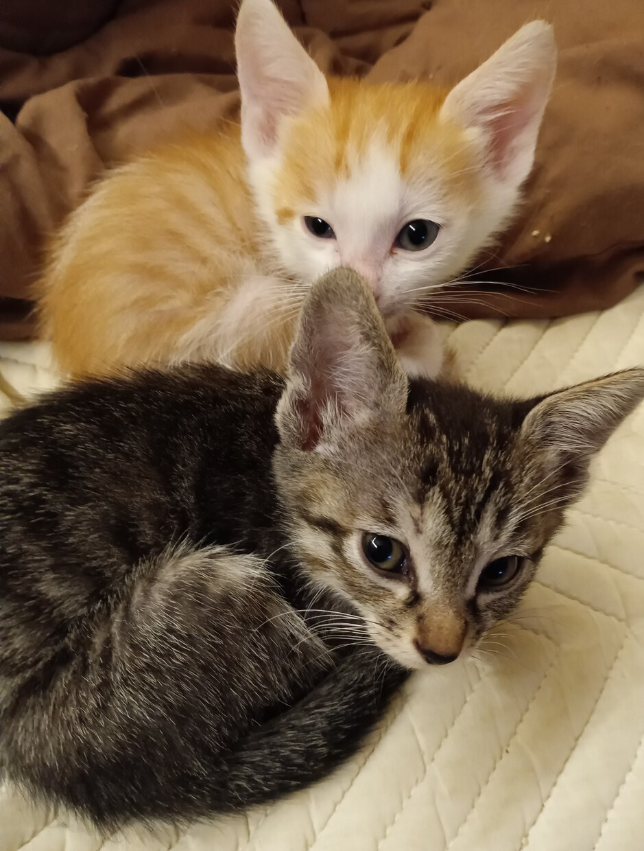 可愛い猫の写真よろしくおねがいします 可愛い猫の写真ですよろしくお願い致します イメージ7