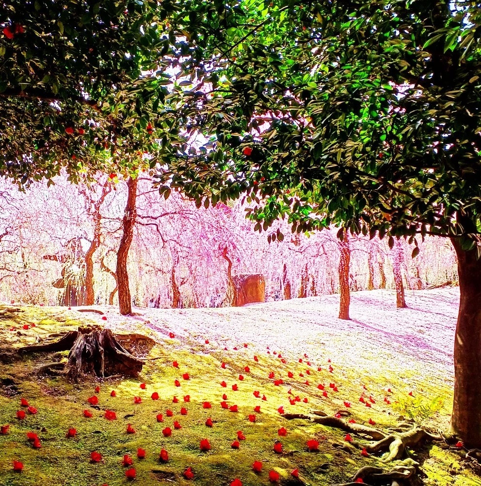 京都の四季の写真を提供します 京都の癒される四季折々の写真を！ イメージ8