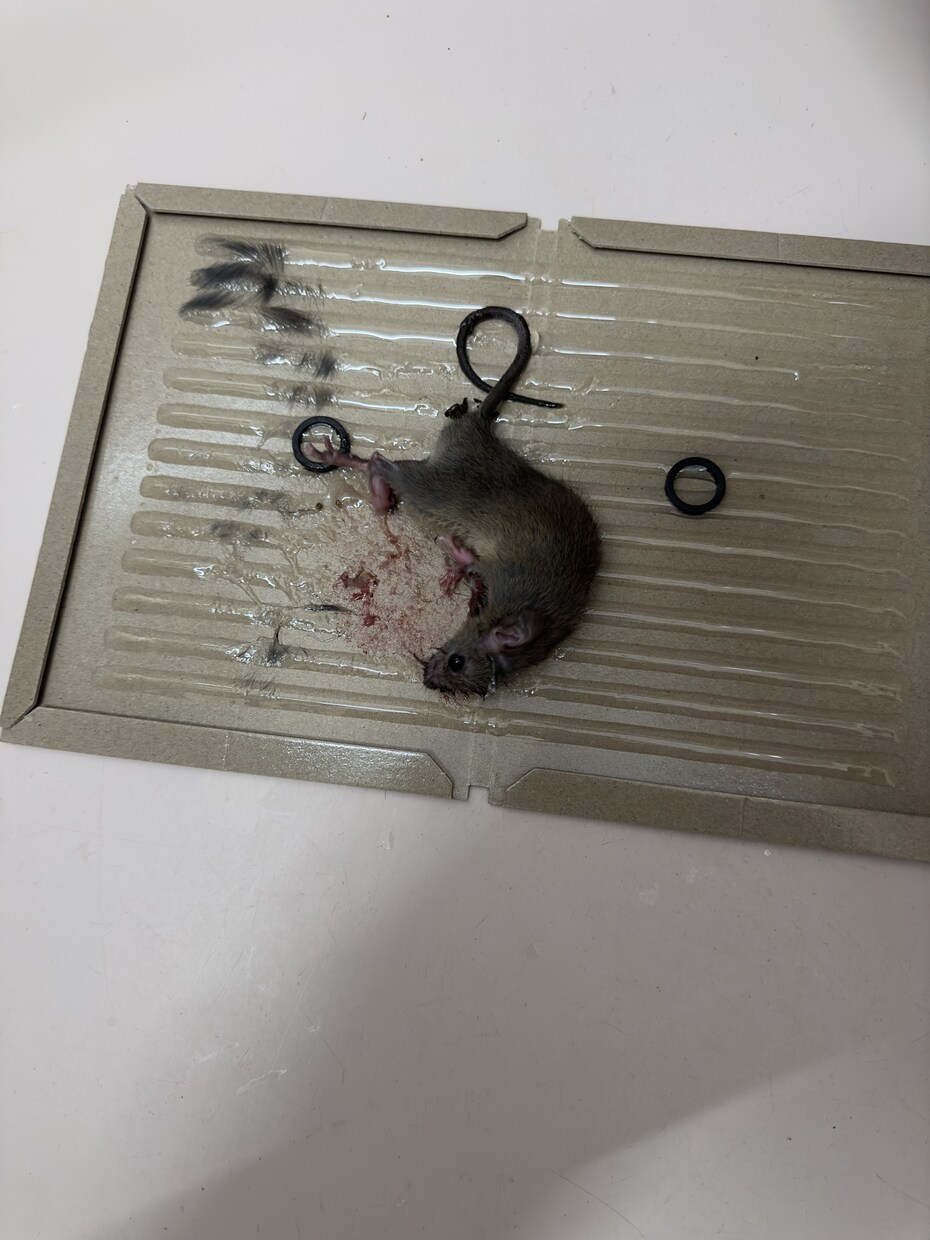 害虫害獣駆除における毒餌トラップの仕方方法教えます 高額な金額を払わなくても、材料が有れば誰でも出来る！ イメージ3