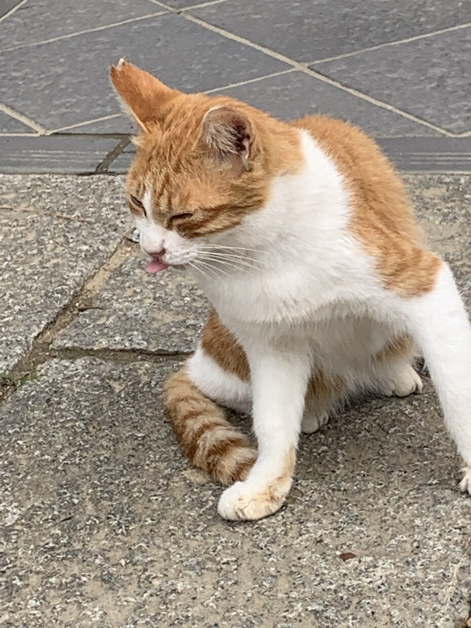 愛する家族様（犬や猫）の気持ちを覗きます 本日より再開します。よろしくお願いします イメージ2