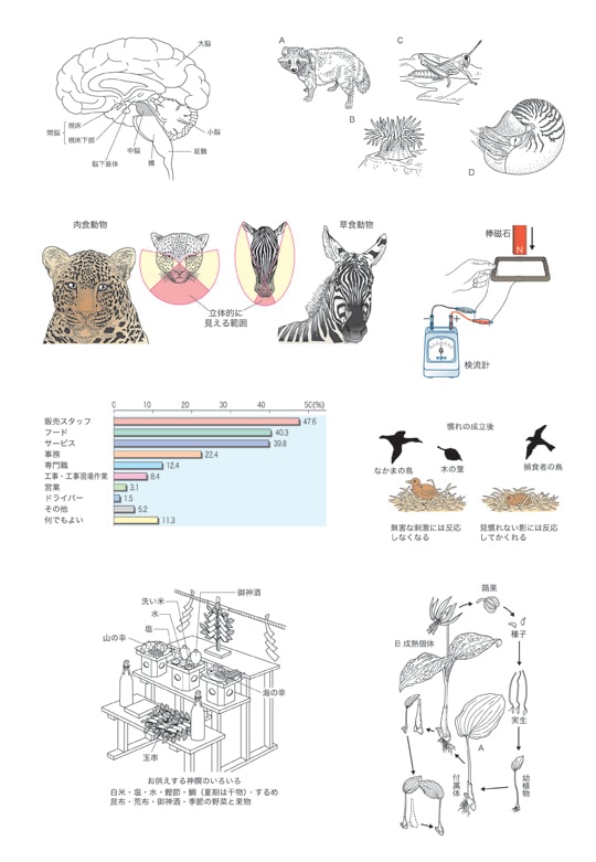 医療出版物用、学習参考書等のイラスト作成します 30年以上、小中高の教科書、医療専門書のイラストを担当 イメージ5