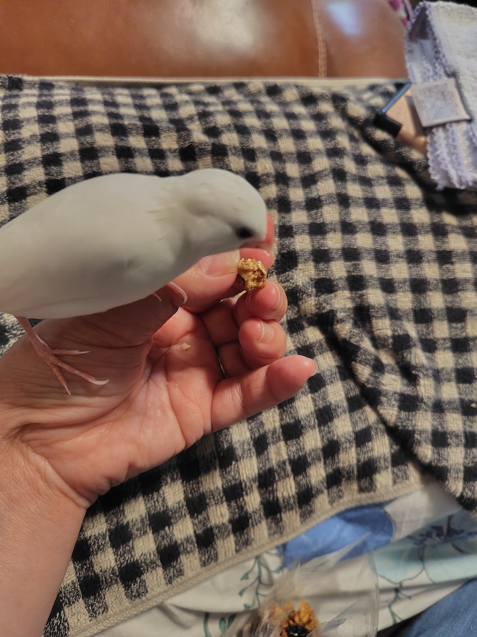 鳥さんとの暮らしのアドバイスします 鳥さんの小さな悩みにお答えします✨ イメージ2