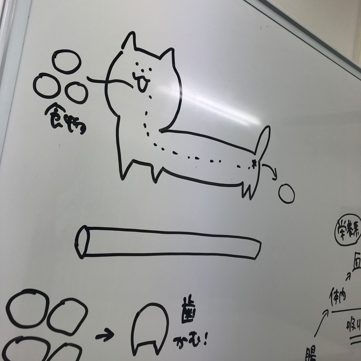 猫ちゃんのお食事に関するお悩み相談にのります 食の悩みを解決して飼い主さんも猫ちゃんもしあわせに！ イメージ3