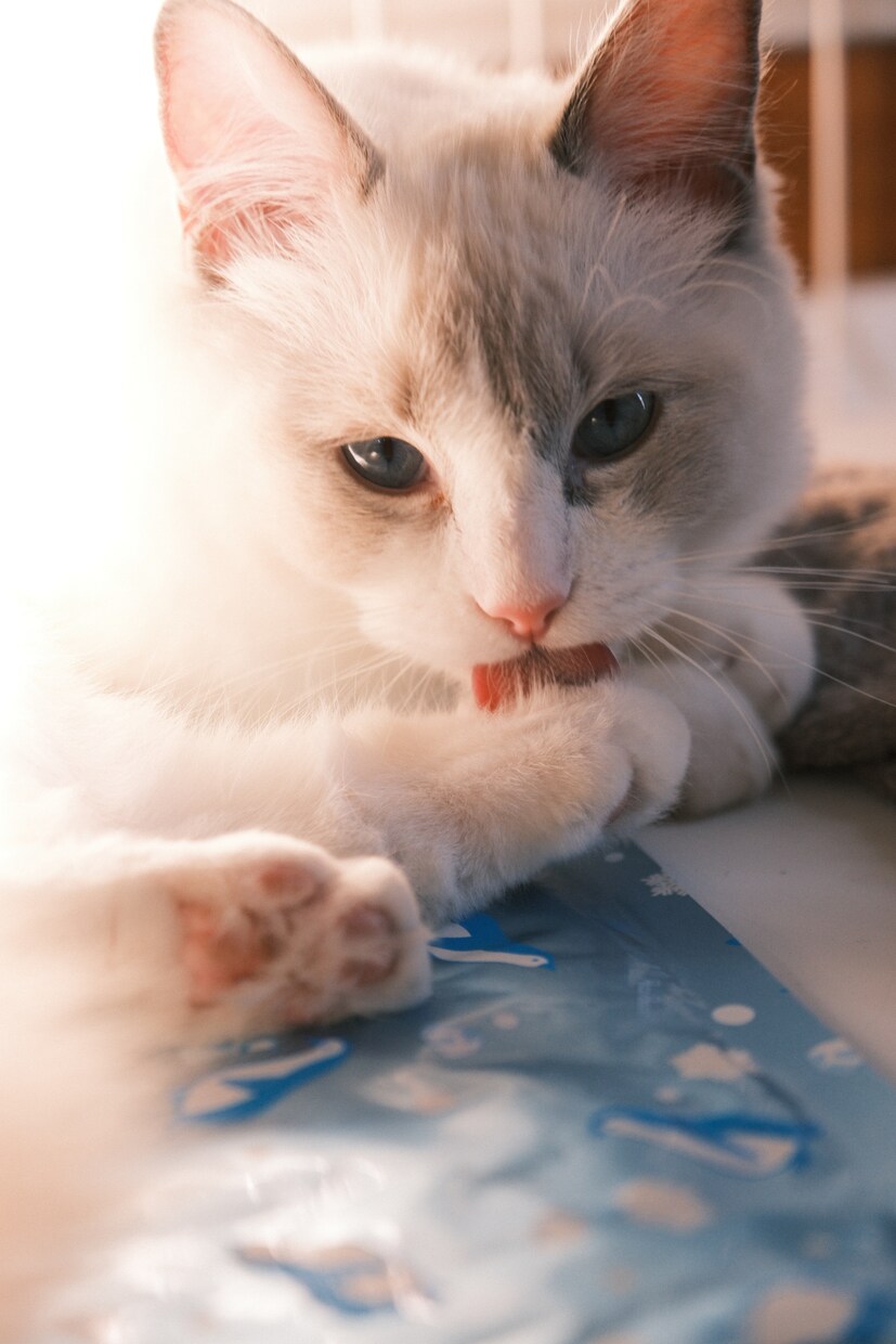 ペットの可愛い瞬間を出張撮影いたします 猫2匹と暮らすカメラマンがペットの記念撮影を行います！ イメージ8